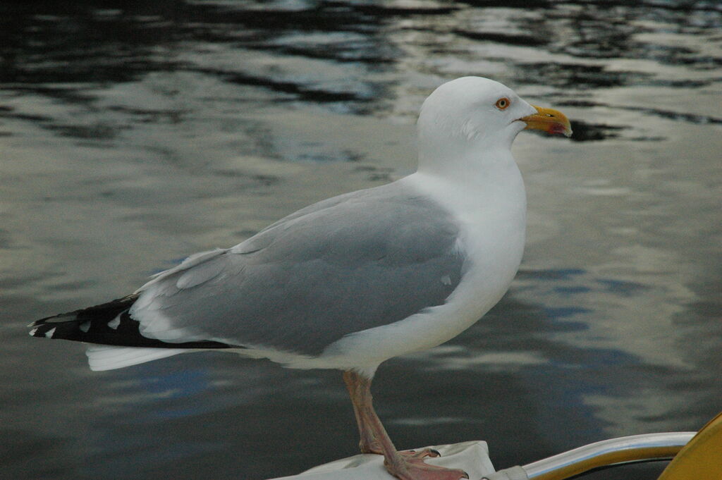 European Herring Gull male adult breeding