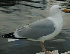 European Herring Gull