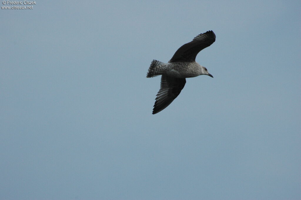 European Herring GullFirst year