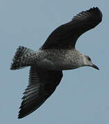 European Herring Gull