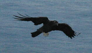 Northern Raven