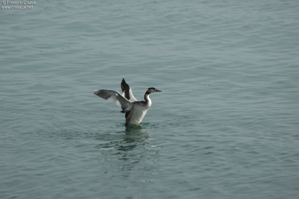 Great Crested Grebe