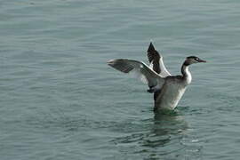 Great Crested Grebe