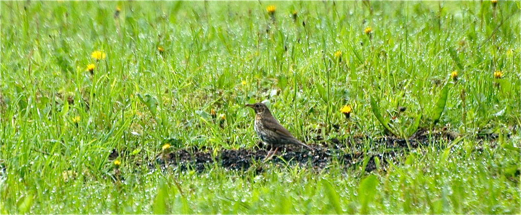 Song Thrush