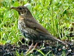 Song Thrush