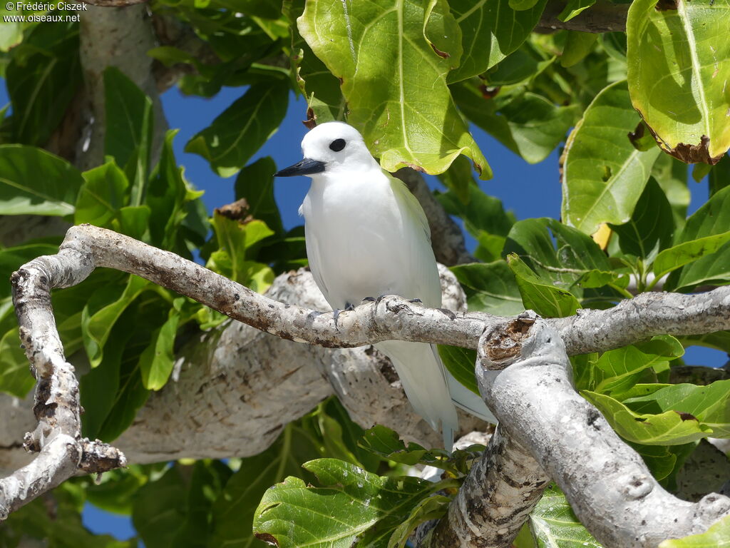 Gygis blancheadulte, identification