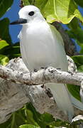 Gygis blanche