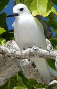 White Tern