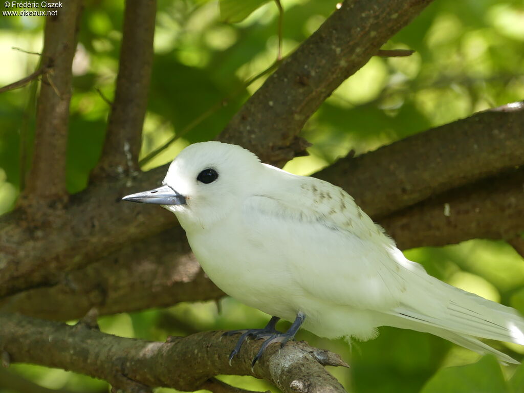 White Ternimmature, identification