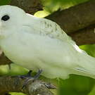 Gygis blanche