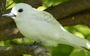 White Tern