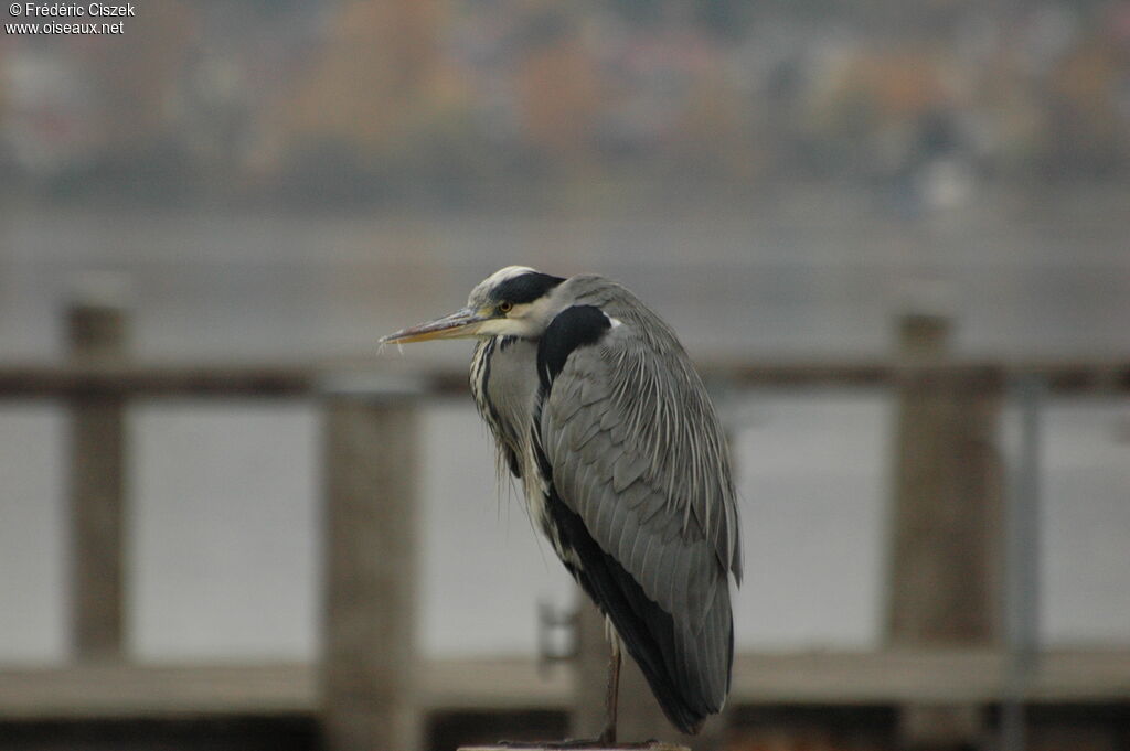 Grey Heron