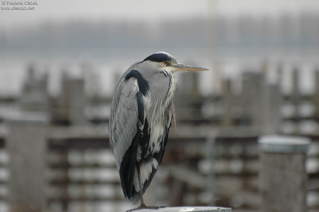 Grey Heron