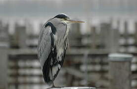 Grey Heron