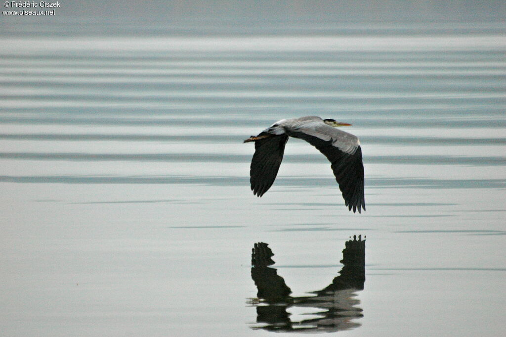 Grey Heron