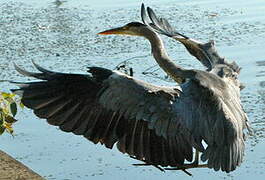 Grey Heron