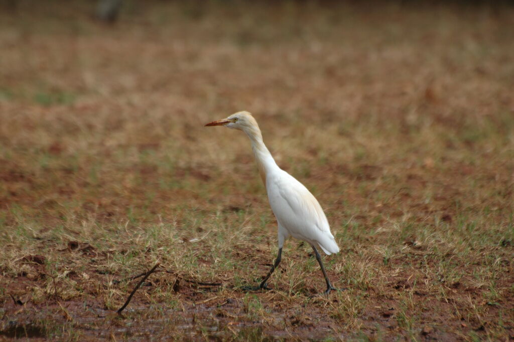 Western Cattle Egretjuvenile