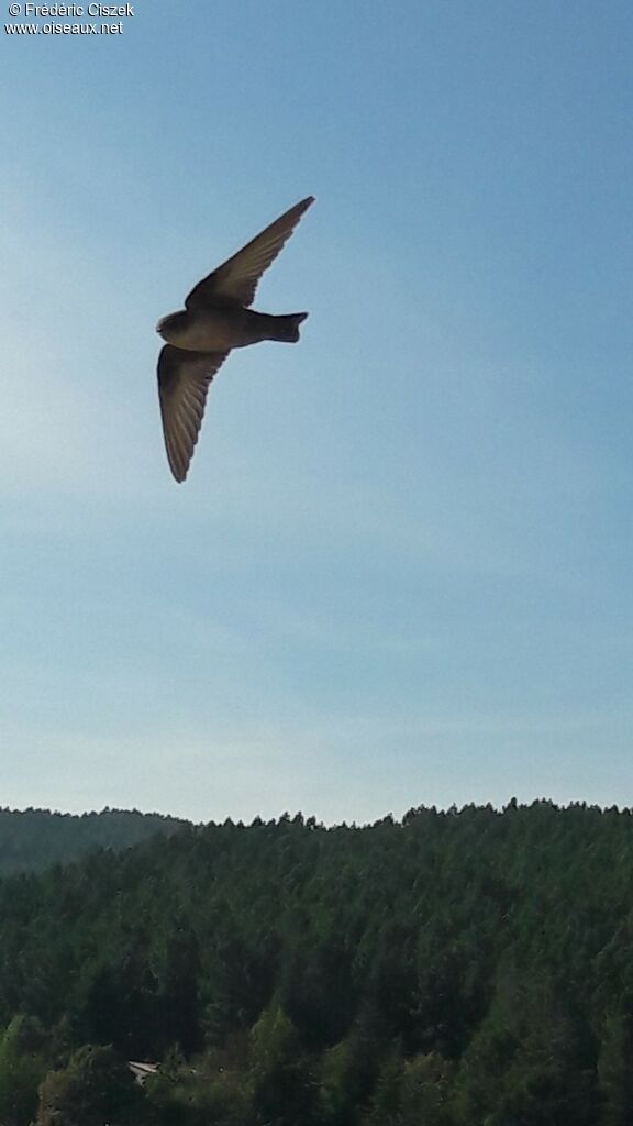 Eurasian Crag Martin