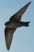 Eurasian Crag Martin