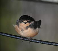 Barn Swallow