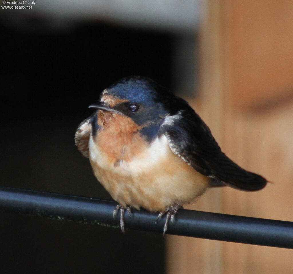 Barn Swallow