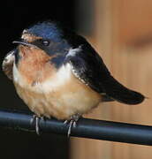 Barn Swallow