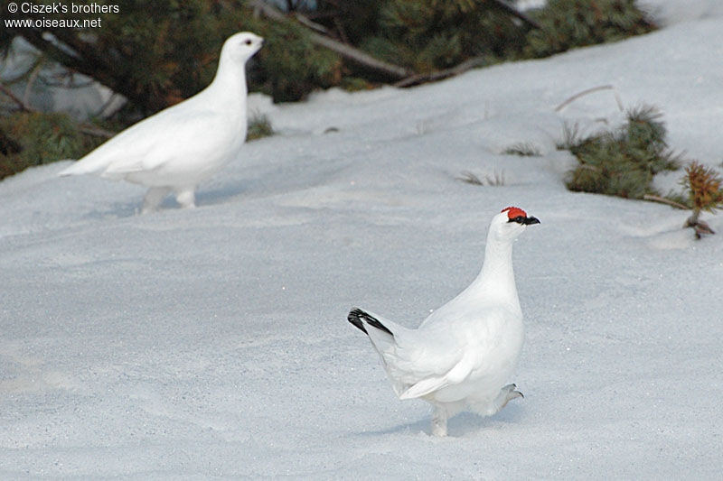 Rock Ptarmigan