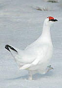 Rock Ptarmigan