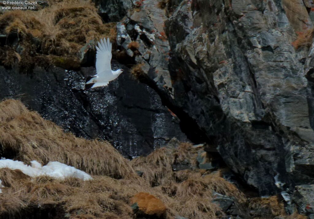 Rock Ptarmigan male adult, Flight