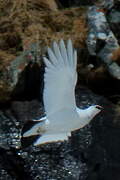 Rock Ptarmigan