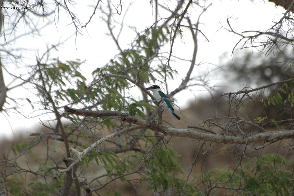 Collared Kingfisher