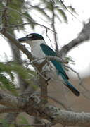 Collared Kingfisher