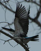 Collared Kingfisher