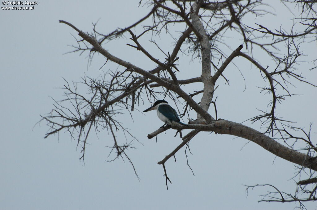 Collared Kingfisher