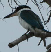 Collared Kingfisher