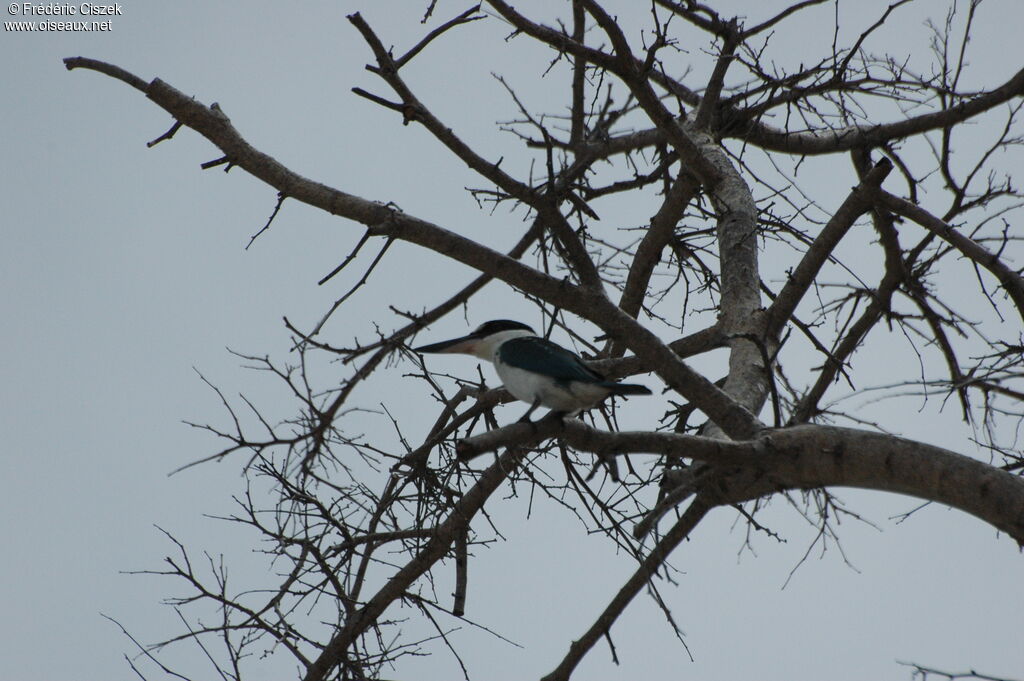 Collared Kingfisher