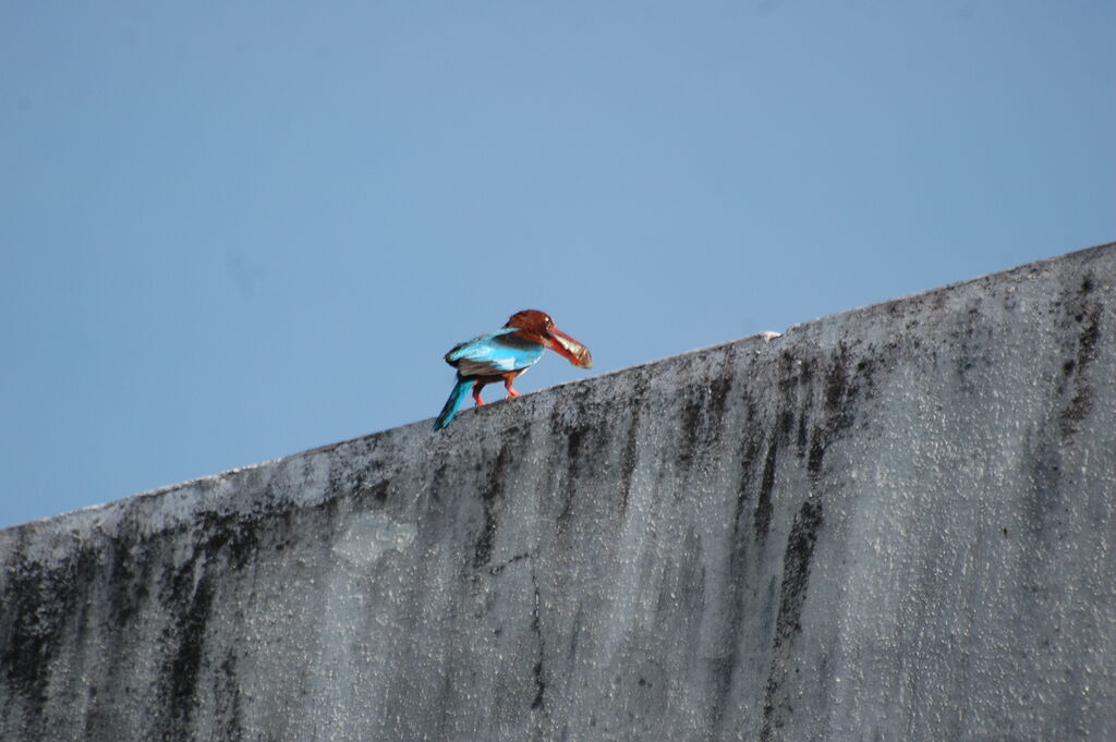 White-throated Kingfisher