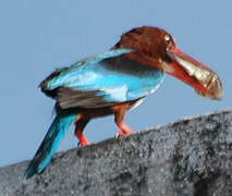 White-throated Kingfisher