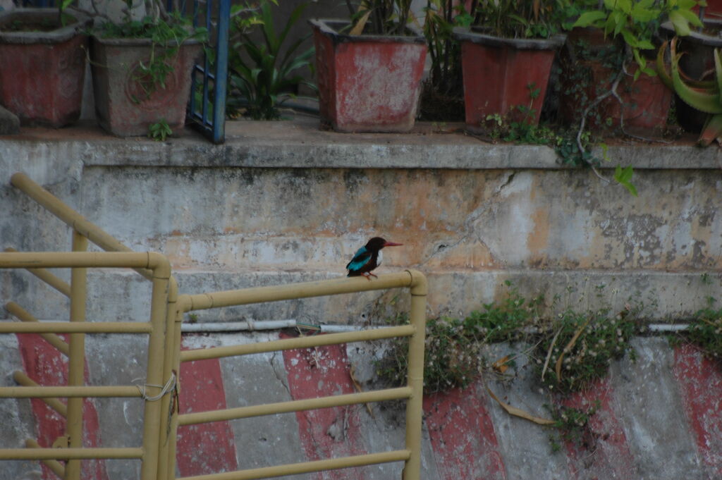 White-throated Kingfisher