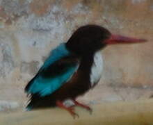 White-throated Kingfisher