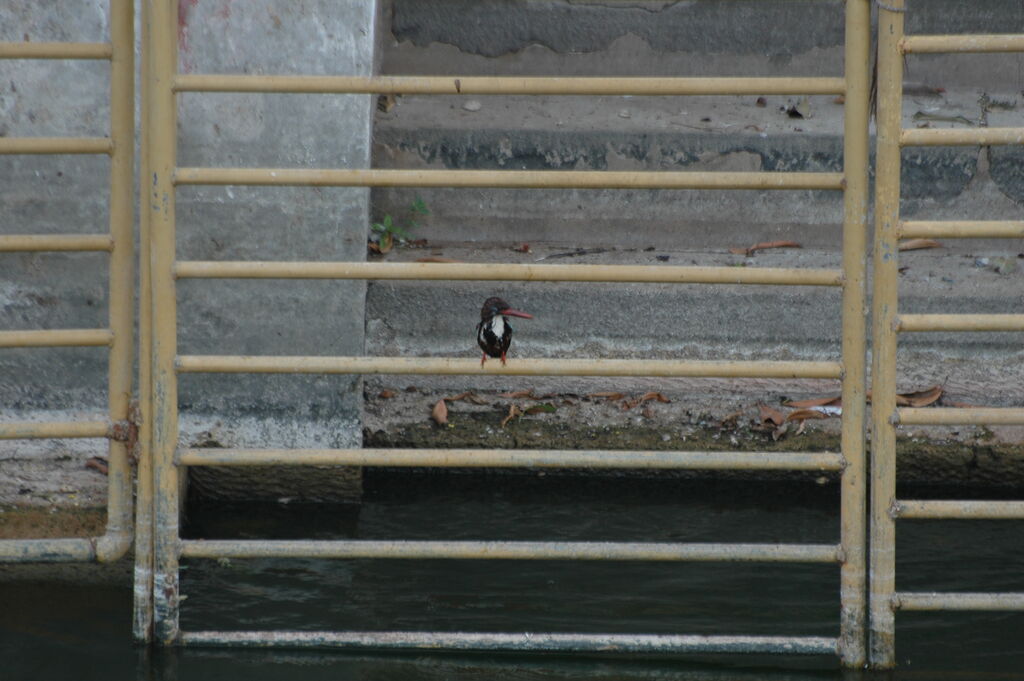 White-throated Kingfisher