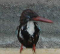 White-throated Kingfisher