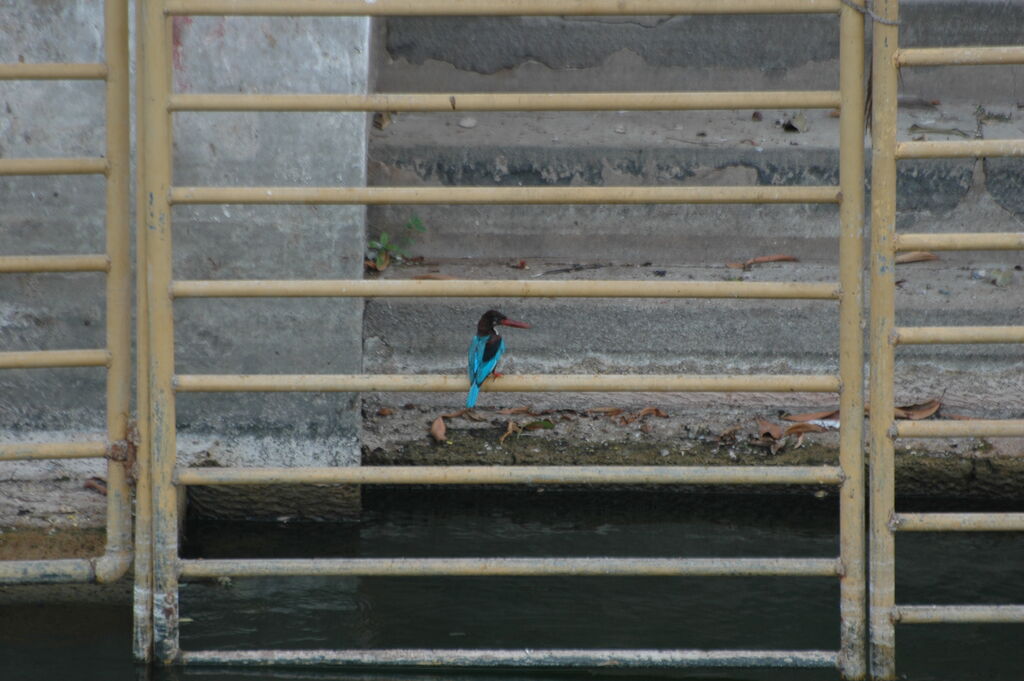 White-throated Kingfisher