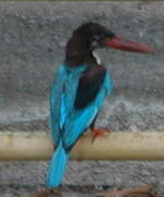 White-throated Kingfisher