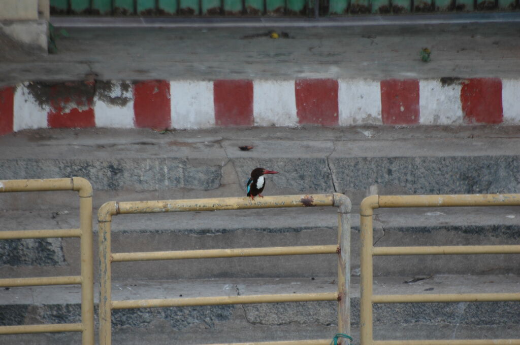 White-throated Kingfisher