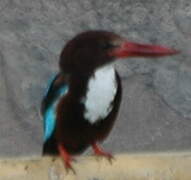 White-throated Kingfisher