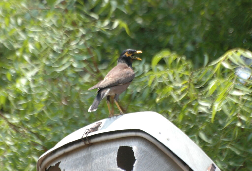 Common Myna