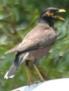 Common Myna