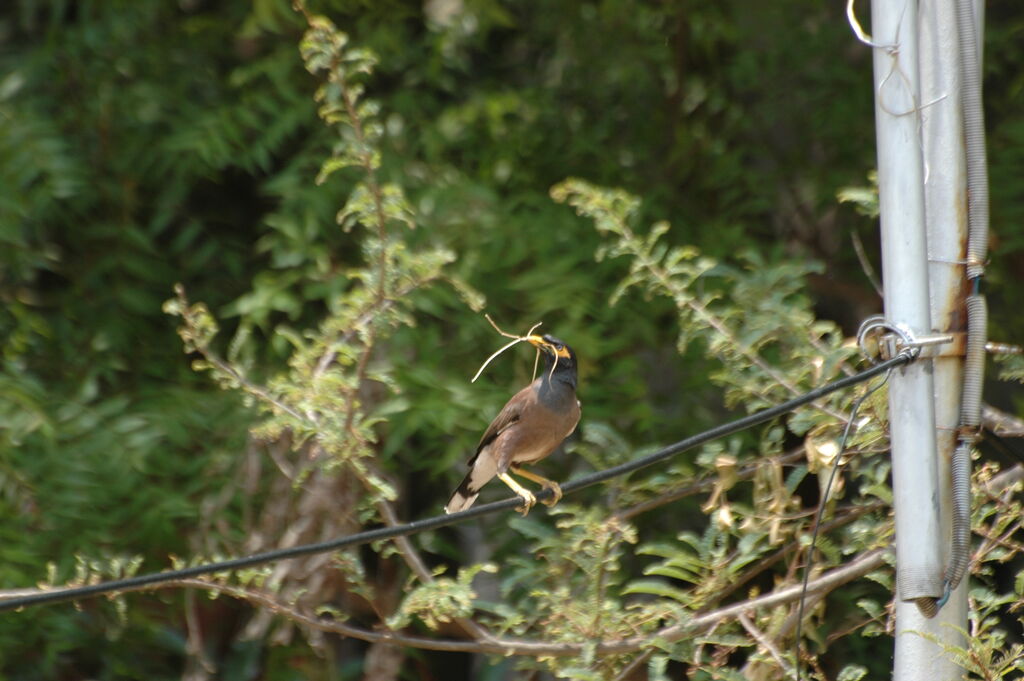 Common Myna