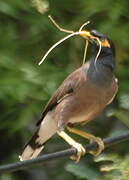 Common Myna